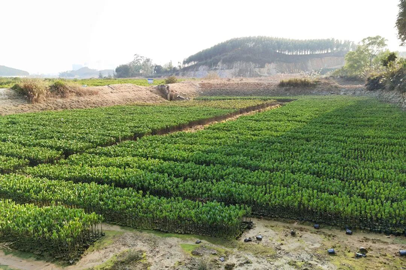 育苗基地。中交一公局四公司供图