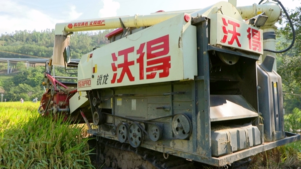 联合收割机在作业。