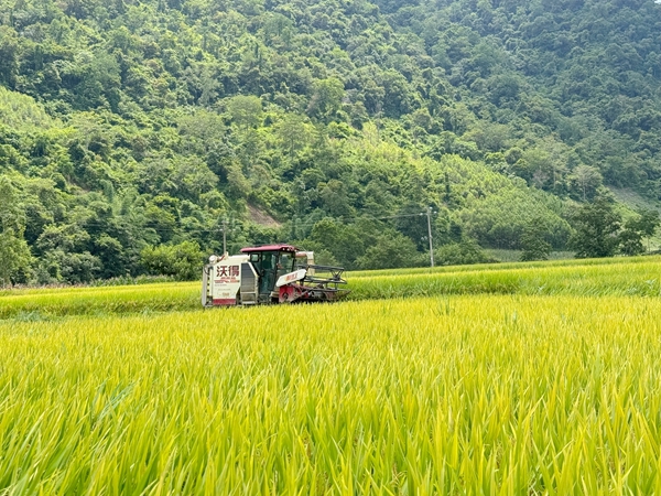 收割机在连片稻田中来回穿梭收割稻谷。