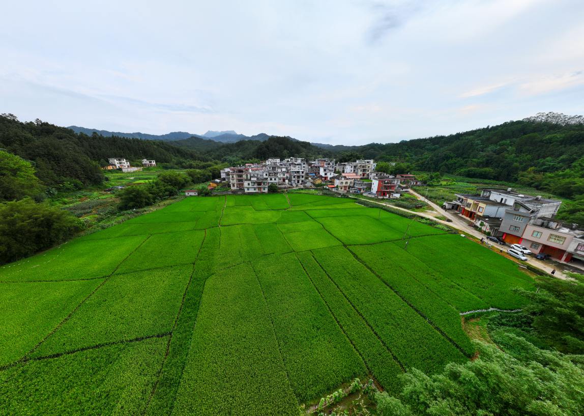 马练瑶族乡石垌村农田整治项目区。任绍威摄