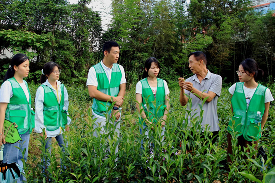广西柳州茗芊农林科技有限公司党支部书记讲解公敢瑶茶采摘标准
