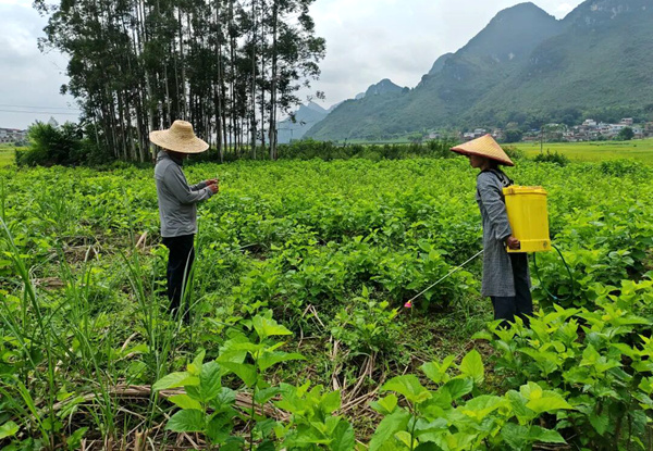 工作人员深入田间地头讲解桑树管护要点。