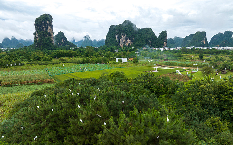 阳朔生态美 白鹭入画来
