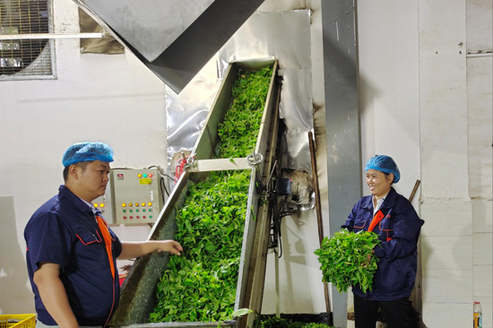 工人在制作茶。凌云县委宣传部供图