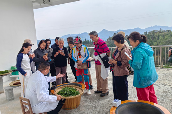 制茶大师吴廷帅现场向旅游团展示茶制作过程。凌云县委宣传部供图