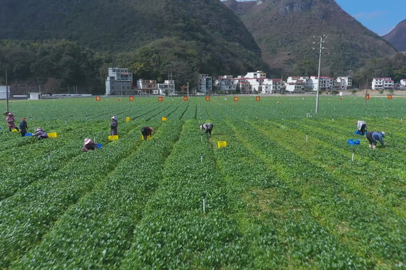直供大湾区的甘田镇千亩高山蔬菜基地。乐业县融媒体中心供图