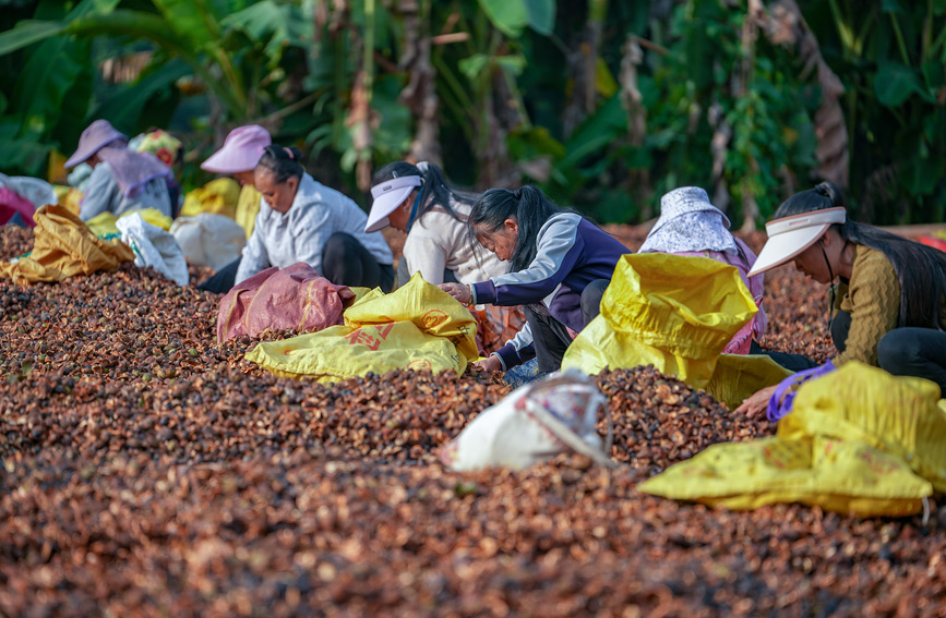油茶果丰收季，周边群众到旦村晒场打零工。罗小凤摄