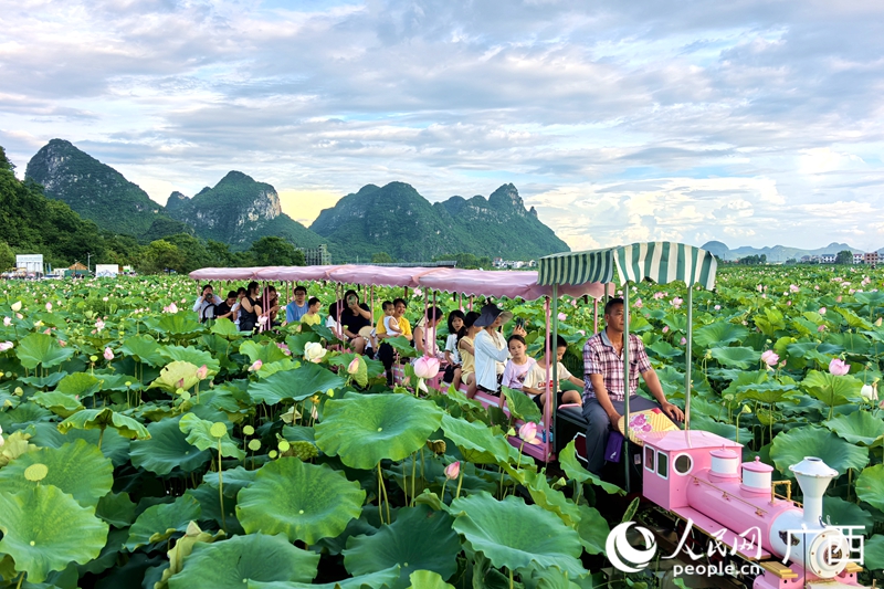 游客在百朋荷苑景区游玩。人民网记者 覃心摄