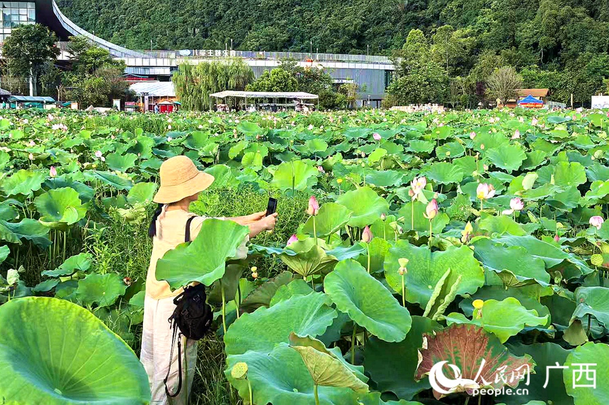 游客赏花。人民网记者 覃心摄