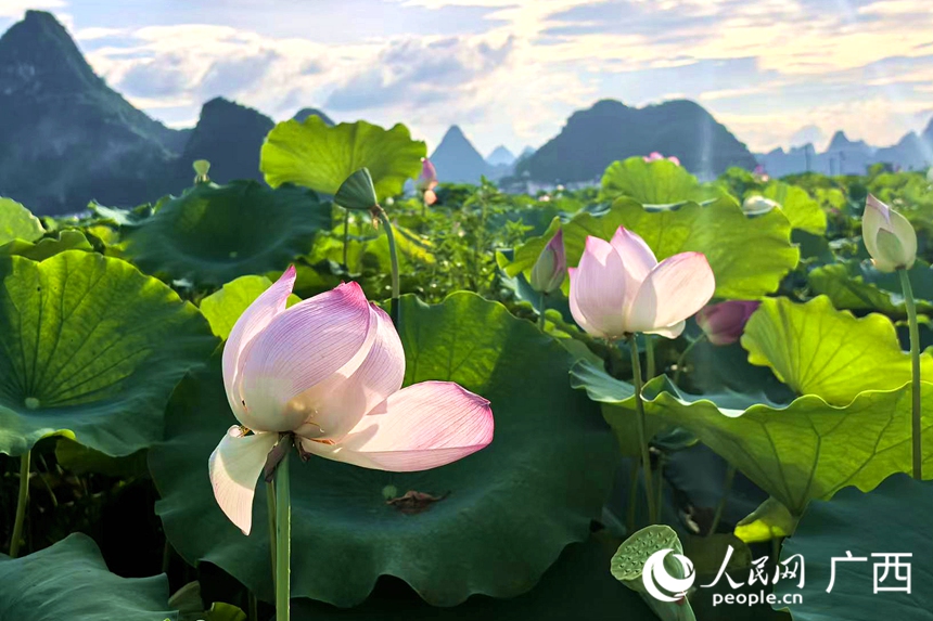 荷花绽放。人民网记者 覃心摄
