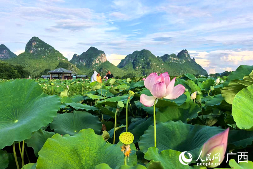 盛夏的荷塘。人民网记者 覃心摄