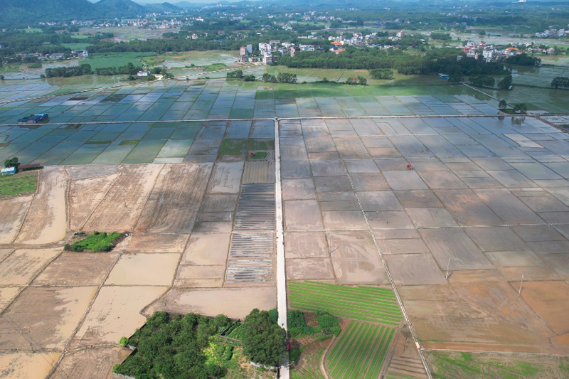 亚山镇民富村制种水稻基地