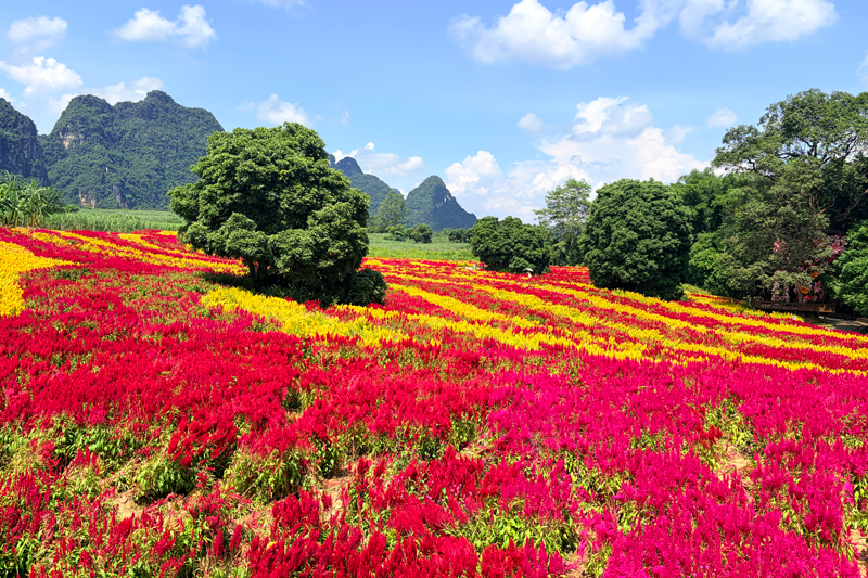 穗冠花海。唐艾静
