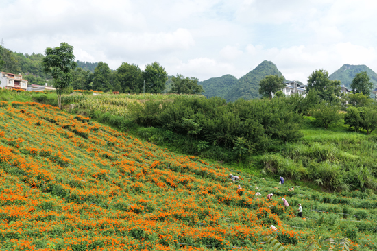 万寿菊迎来采摘高峰。
