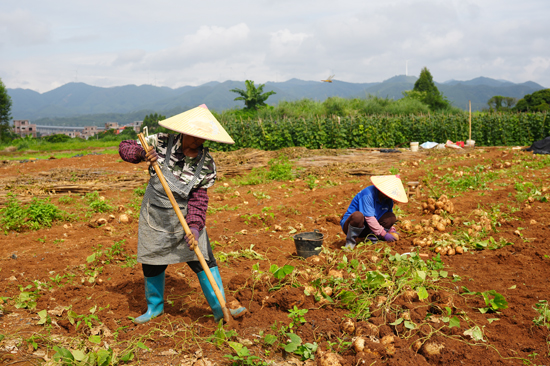 村民正在采收凉薯