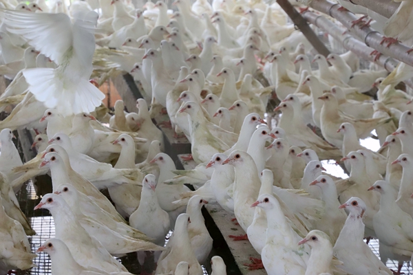 优质种鸽。曾钎祥摄