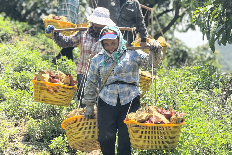 工人正在搬运芒果下山。田林县委宣传部供图