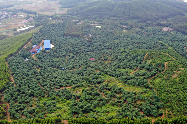 麻竹基地。