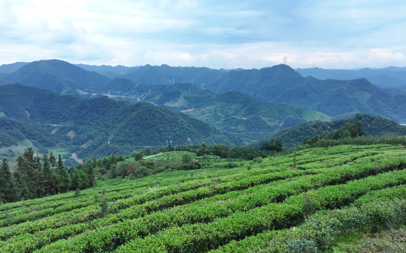 一片茶葉串起增收鏈 特色產業助力鄉村振興