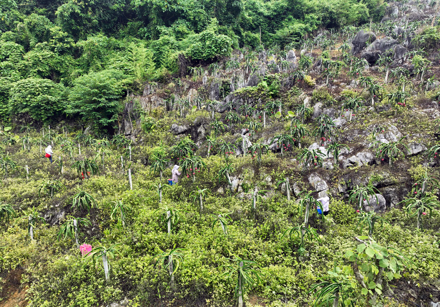 高山火龙果基地。西林县融媒体中心供图