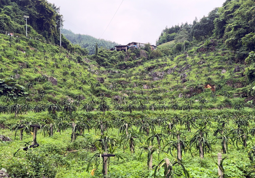高山火龙果基地。西林县融媒体中心供图