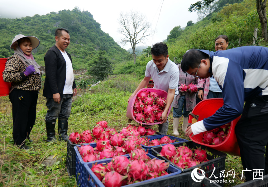高山火龙迎来果丰收。人民网记者 王勇摄