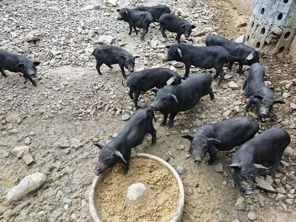 生猪养殖产业