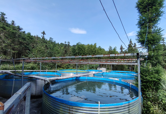 上甫村冷水鱼养殖基地。