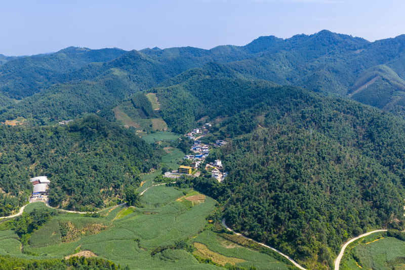 八渡筍基地。趙文朝攝