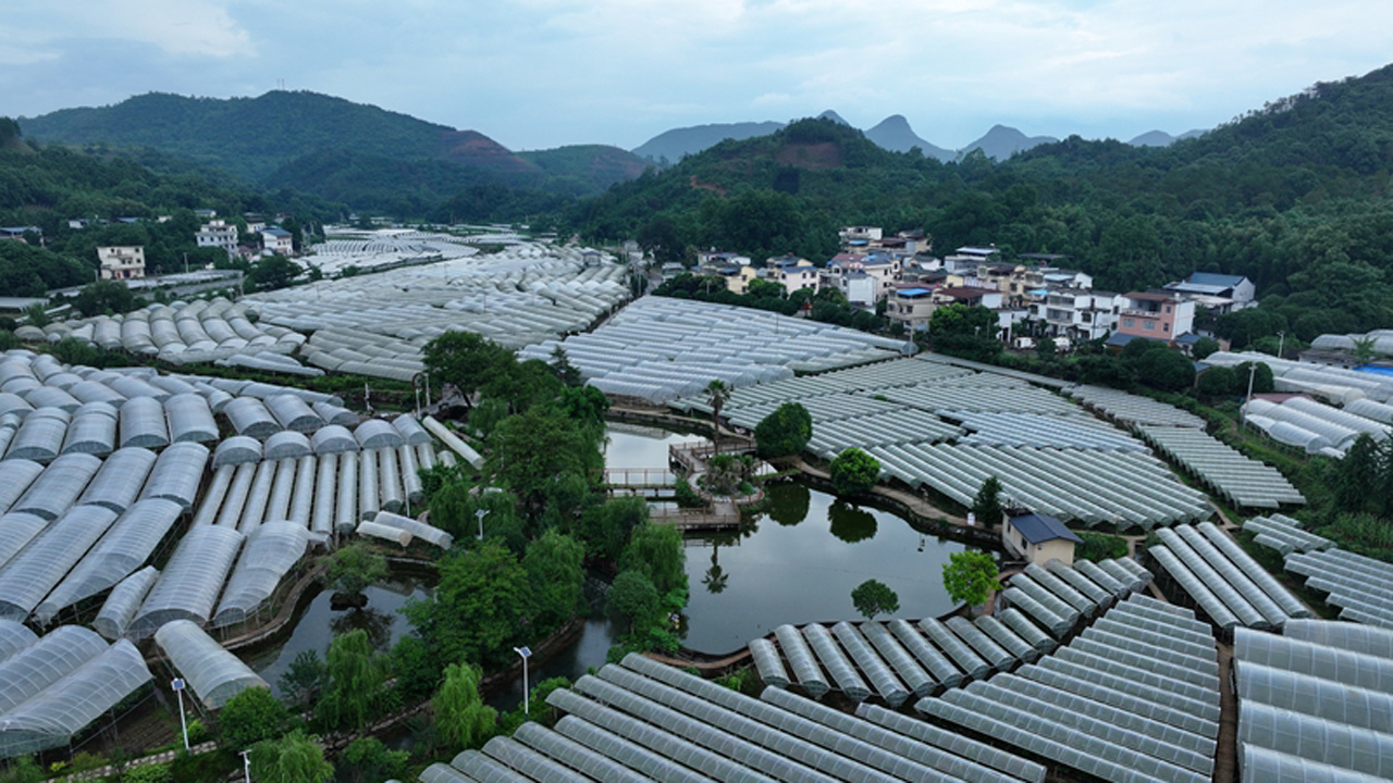 毛竹山村葡萄示范區