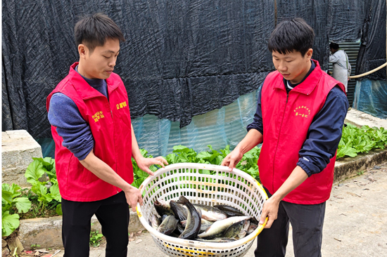 廣旅集團駐村書記及工作隊員積極參與基地鱸魚捕收。黃李玲攝