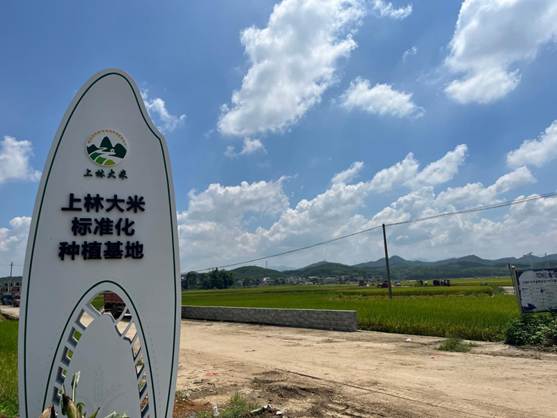 上林大米标准化种植基地。刘思伶摄
