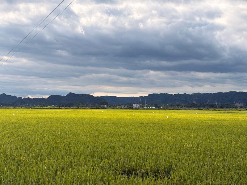 上林大米标准化种植基地。刘思伶摄