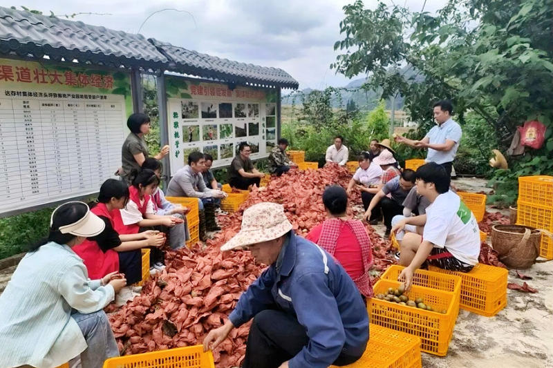 务工群众对猕猴桃进行分类选果。乐业县融媒体中心供图