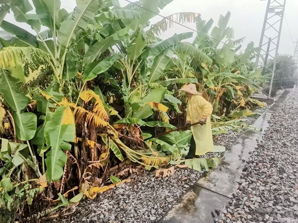 職工冒雨清理鐵路限界危竹危樹。陳健攝