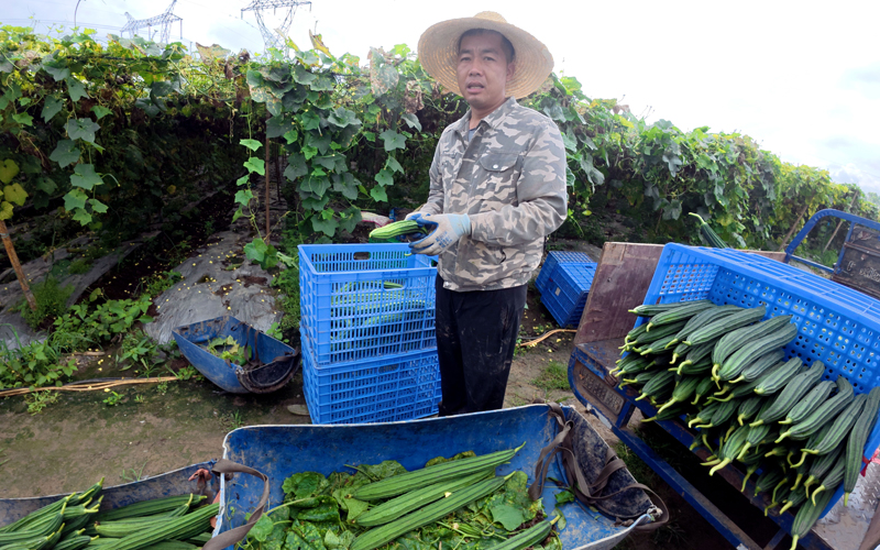 丝瓜分拣、装筐、上车待售。陶胜平摄