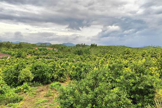 文地镇茂石村坚果种植基地