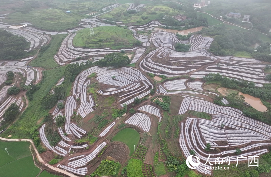 兴业县高峰镇上河村辣椒种植基地。