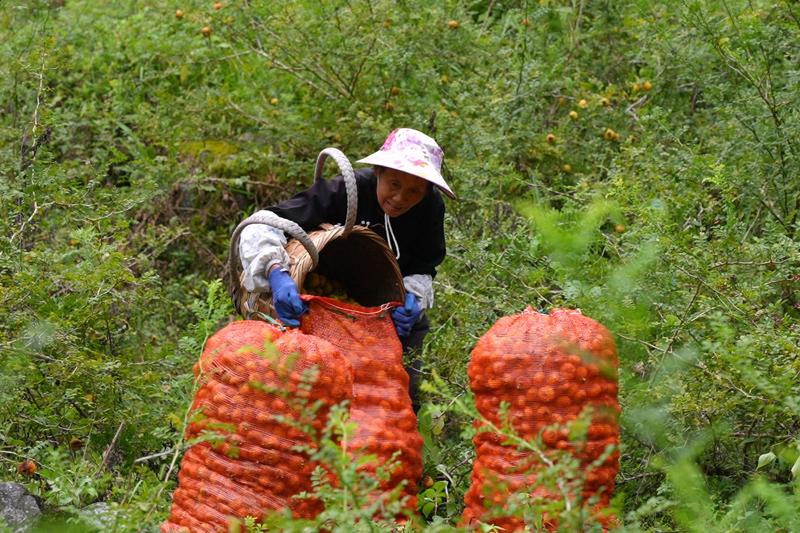 農戶把採摘好的刺梨裝袋。樂業縣融媒體中心供圖