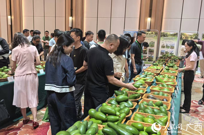 广西南亚所近年来引种选育的130余份牛油果优良种质资源。人民网记者 覃心摄