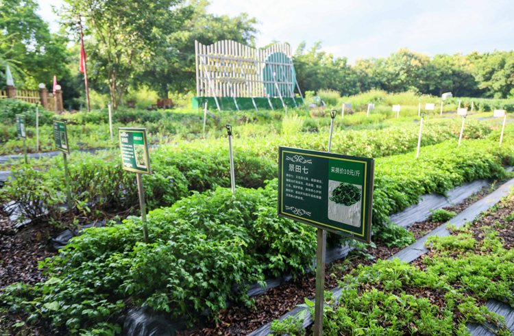 野菜綠多農庄一角