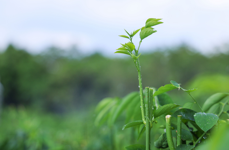 鲜嫩的野菜