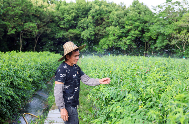 村民黄大哥看护野菜园