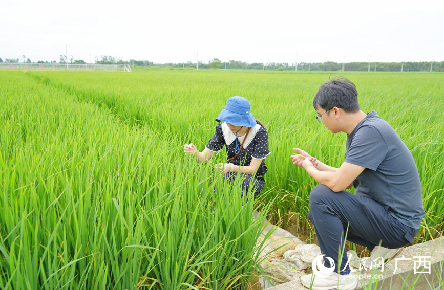农技人员实地查看水稻病虫害情况。