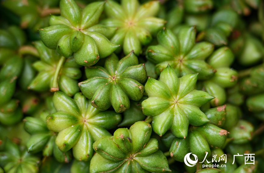 饱满的八角果实。