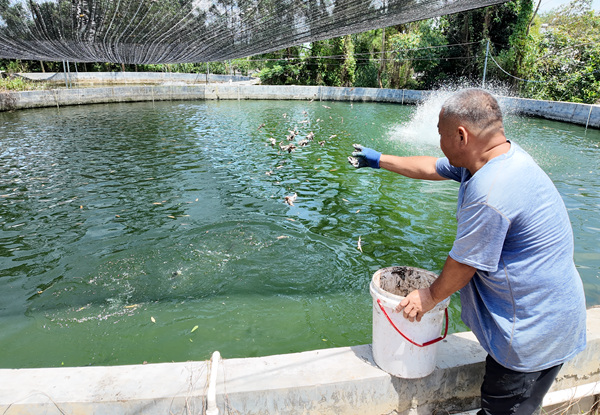 養殖戶在圓池邊投喂加州鱸魚。