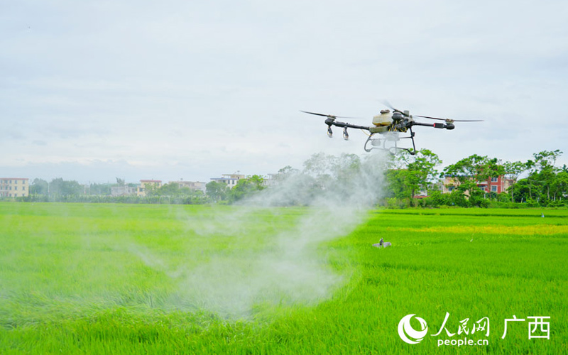 無人機統防統治 廣西北海筑牢晚稻生產防線