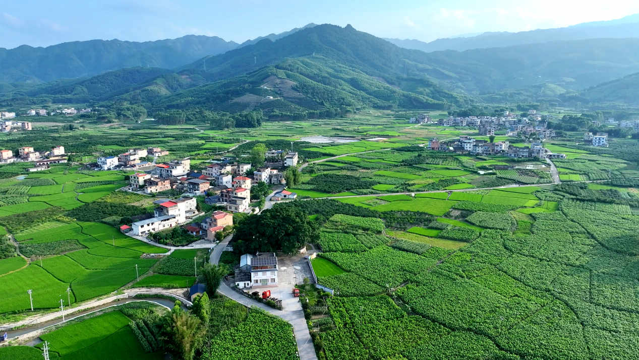 蒙山县新圩镇谢村桑园。韦凌峰摄