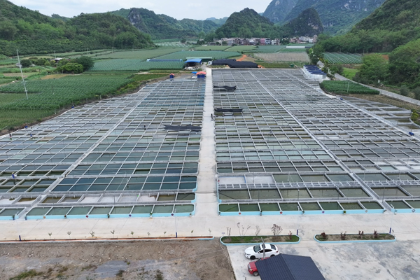 祥周镇布兵村观赏鱼养殖基地。郁长锡摄