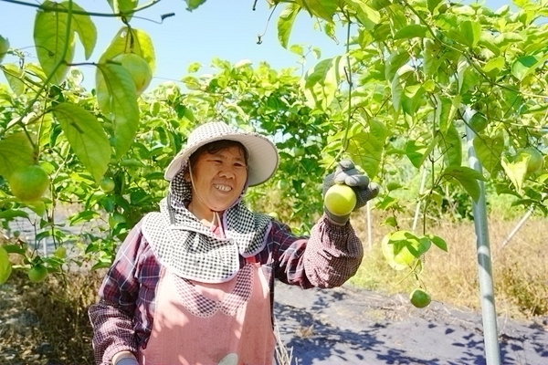 工人正在採收百香果。張越攝